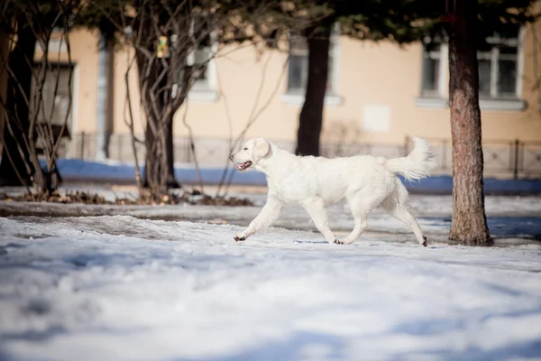 Labrador recuperador al aire libre, en la nieve — Foto de Stock