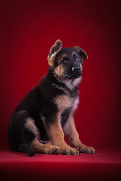 Puppy. German Shepherd Dog Breed — Stock Photo, Image