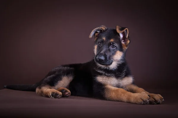 Cucciolo. Pastore tedesco cane razza — Foto Stock