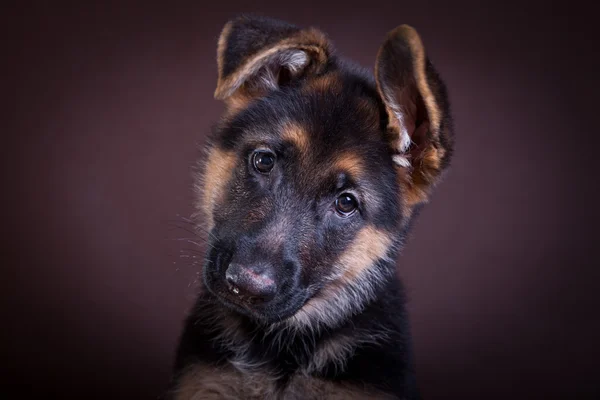 子犬。ジャーマン ・ シェパード犬の品種 — ストック写真