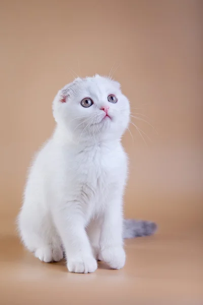 Scottish cat on a colored background. kitten — Stock Photo, Image