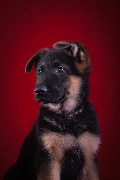 Welpen. Deutscher Schäferhund — Stockfoto