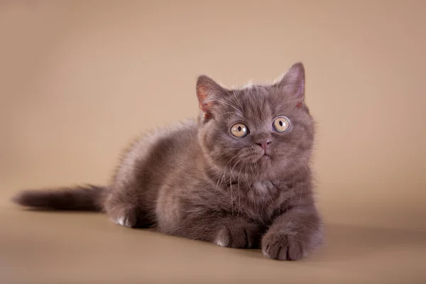 Chat écossais sur un fond coloré. chaton — Photo