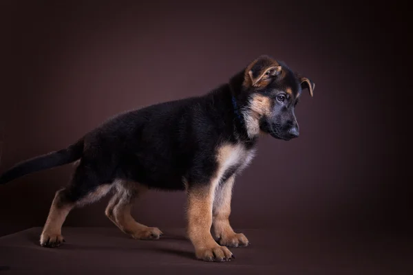 Shepherd puppy, black background, beautiful, strong — Stock Photo, Image