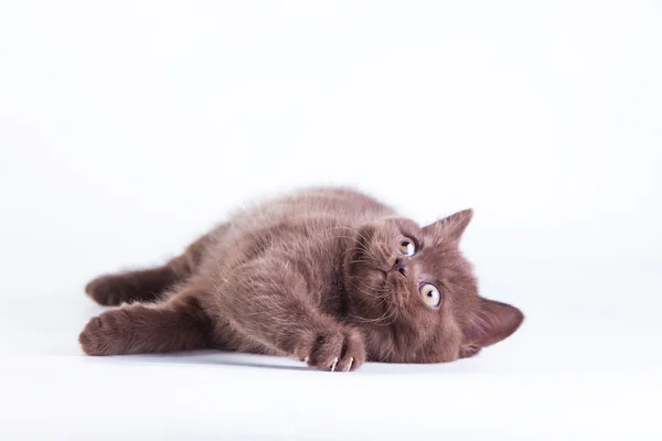 Gato escocés sobre fondo blanco. Gatito —  Fotos de Stock