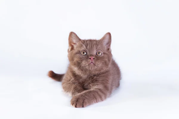 Scottish cat on a white background. Kitten — Stock Photo, Image