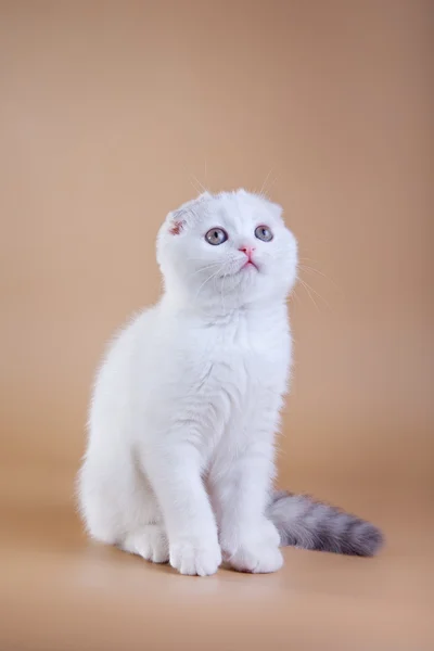 Gato escocés sobre un fondo de color. gatito —  Fotos de Stock