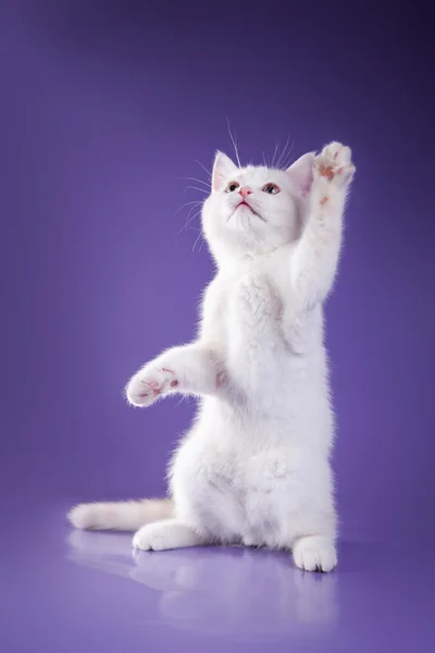 Szkocki kot na kolorowym tle. kotek — Zdjęcie stockowe