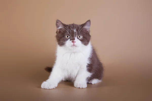 Gato escocés sobre un fondo de color. gatito —  Fotos de Stock