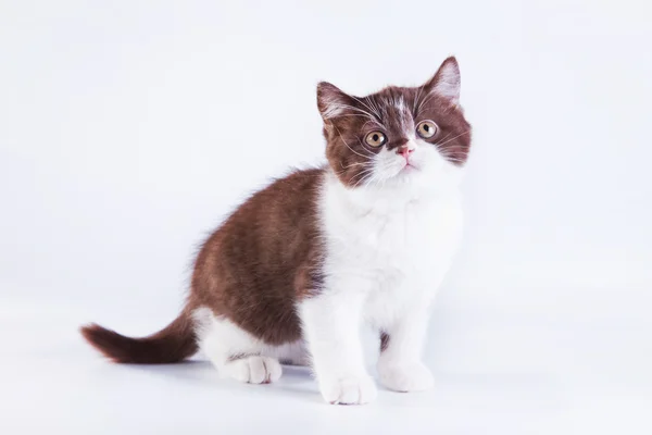 Gatto scozzese su sfondo bianco. Gattino — Foto Stock