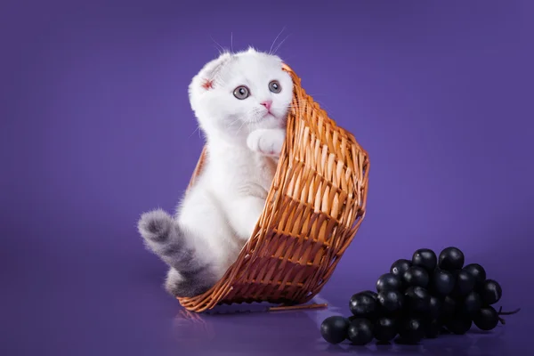 Gato escocês em um fundo colorido. gatinho — Fotografia de Stock