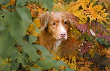 Sonbahar parkının arka planındaki köpek. Nova Scotia ördek av köpeği.