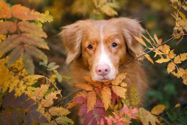 Hund im Hintergrund des Herbstparks. Nova Scotia Enten-Retriever aus nächster Nähe — Stockfoto