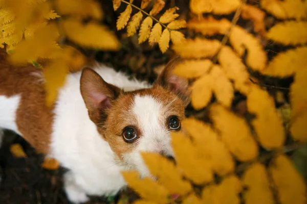 Cane nel parco autunnale. Jack Russell Terrier da vicino. — Foto Stock