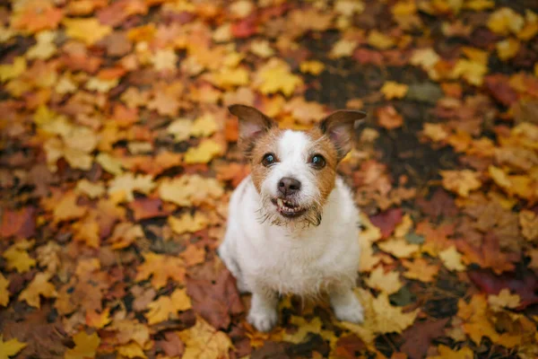 Pes v podzimním parku. Jack Russell teriér zblízka. — Stock fotografie