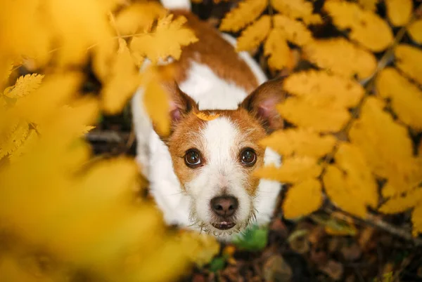 Perro en el parque de otoño. Jack Russell Terrier de cerca. — Foto de Stock