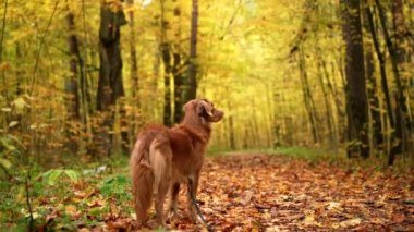 Sonbahar parkının arka planındaki köpek. Nova Scotia ördek av köpeği.