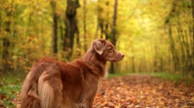 Sonbahar parkının arka planındaki köpek. Nova Scotia ördek av köpeği.