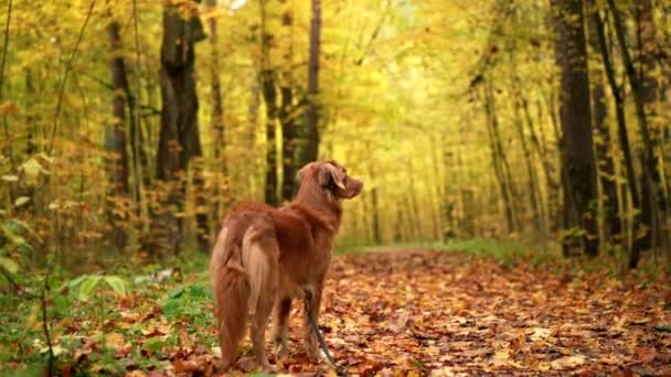 Σκύλος στο φόντο του φθινοπωρινού πάρκου. Νέα Σκωτία πάπια retriever close-up — Αρχείο Βίντεο