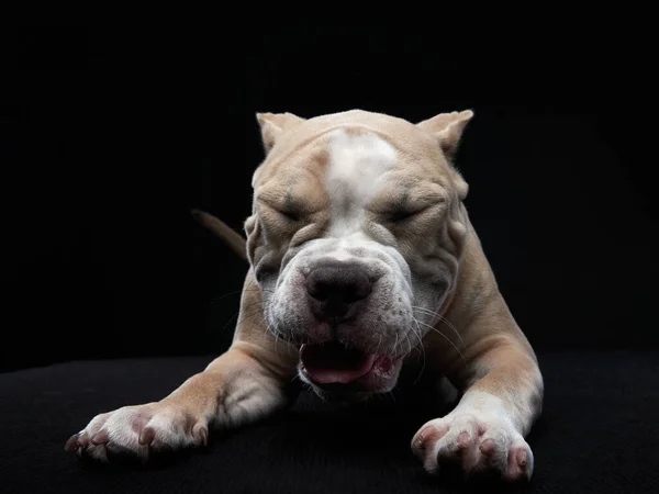 Funny puppy american bully on black — Stock Photo, Image