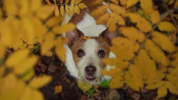 Hond in het herfstpark. Jack Russell Terrier close up. — Stockvideo
