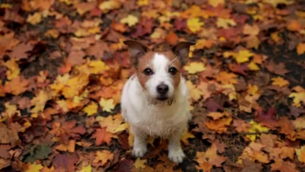 Sonbahar parkındaki köpek. Jack Russell Terrier, kapat.. — Stok video