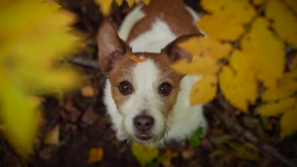 Σκύλος στο πάρκο του φθινοπώρου. Jack Russell Terrier κοντά. — Αρχείο Βίντεο