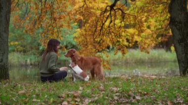 Sonbaharda parkta iki köpeği olan bir kız. Evcil bir hayvanla açık hava aktiviteleri, yürüyüş, oyun. Nova Scotia Duck Retriever ve Jack Russell Terrier