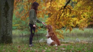 Sonbaharda parkta iki köpeği olan bir kız. Evcil bir hayvanla açık hava aktiviteleri, yürüyüş, oyun. Nova Scotia Duck Retriever ve Jack Russell Terrier
