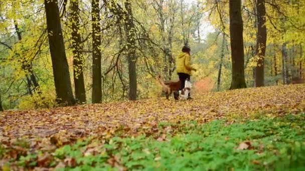 Dziewczyna z dwoma psami w parku jesienią. Zajęcia na świeżym powietrzu ze zwierzakiem, spacer, zabawa. Nova Scotia Duck Retriever i Jack Russell Terrier — Wideo stockowe