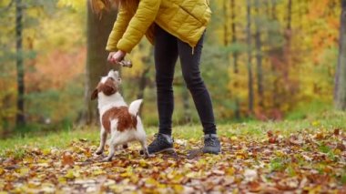 Sonbaharda parkta iki köpeği olan bir kız. Evcil bir hayvanla açık hava aktiviteleri, yürüyüş, oyun. Jack Russell Terrier doğada