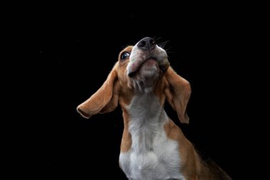 Köpek dilini dışarı çıkardı. Siyah arkaplanda av köpeği