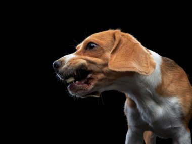 Köpek dilini dışarı çıkardı. Siyah arkaplanda av köpeği