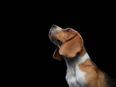 Köpek dilini dışarı çıkardı. Siyah arkaplanda av köpeği