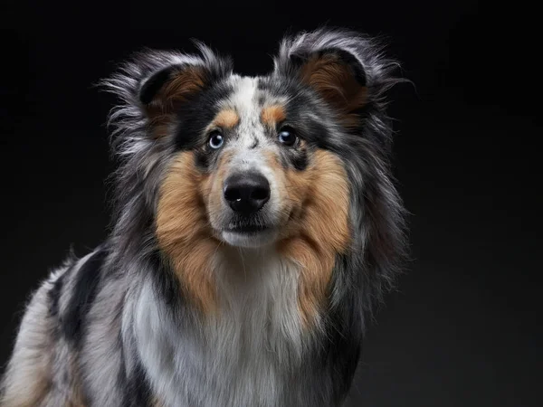 Sheltie sobre un fondo negro. Hermoso perro de mármol. —  Fotos de Stock