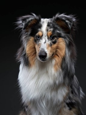 Sheltie siyah arka planda. Güzel mermer köpek..