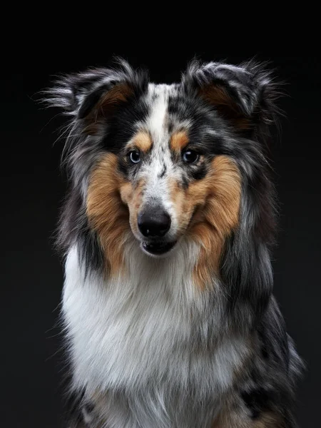 Sheltie sobre un fondo negro. Hermoso perro de mármol. —  Fotos de Stock