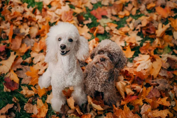Weiße und Schokoladenpudel. im Herbstlaub. Haustier in der Natur. — Stockfoto