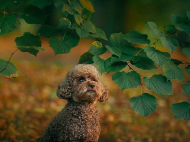 Sonbahar yapraklarında minyatür çikolata kanişi. Doğada evcil hayvan. 