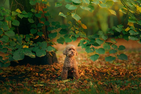 Poodle chocolate miniatura em folhas de outono. Pet na natureza. — Fotografia de Stock