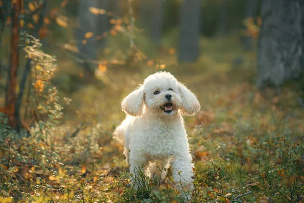 Poodle chocolate miniatura em folhas de outono. Pet na natureza. — Fotografia de Stock