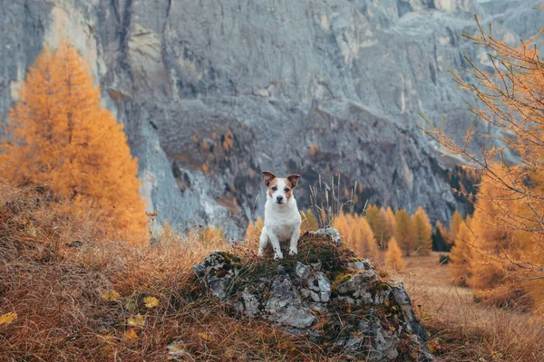 Σκύλος στα βουνά. Τζακ Ράσελ Τεριέ στην κορυφή των βράχων το ηλιοβασίλεμα. . Πεζοπορία με ένα κατοικίδιο ζώο — Φωτογραφία Αρχείου