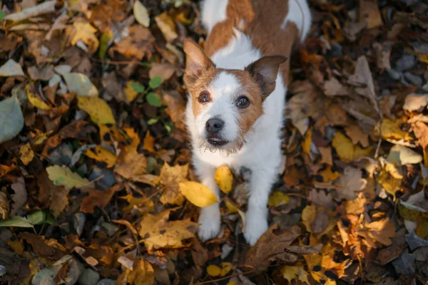 Perro en hojas amarillas en el parque. Nova Scotia recuperador para un paseo en el parque de otoño — Foto de Stock