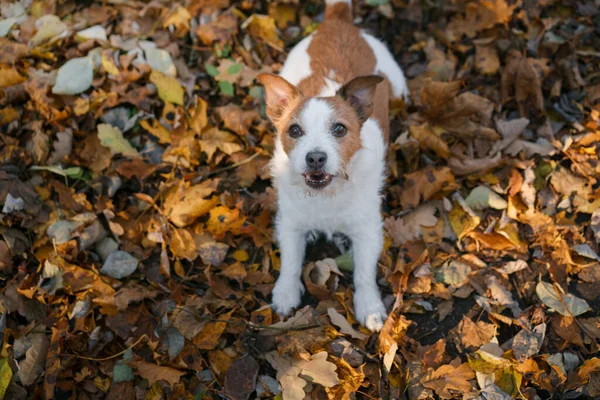 Perro en hojas amarillas en el parque. Nova Scotia recuperador para un paseo en el parque de otoño — Foto de Stock