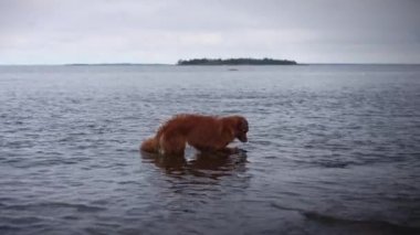 Denizde bir köpek. Nova Scotia Duck Retriever su kenarında oynuyor..