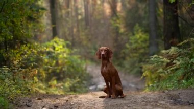 Sonbahar ormanındaki köpek. Macarca vizsla açık hava