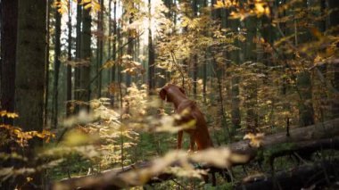 Sonbahar ormanındaki köpek. Macarca vizsla açık hava