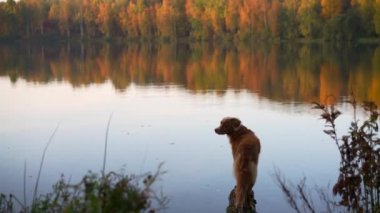 Sonbaharın arka planında gölde bir köpek. Nova Scotia ördek av köpeği.