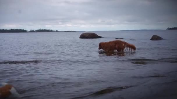 바다에 있는 개. 노바스코샤 덕 리트리버 가 물 속에서 놀고 있습니다. — 비디오