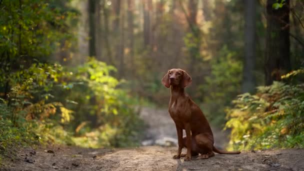 Cão na floresta de outono. Húngaro vizsla ao ar livre — Vídeo de Stock